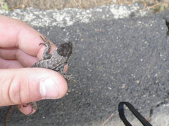 Sceloporus occidentalis occidentalis