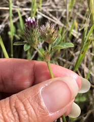 Trifolium macraei