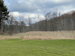 Phragmites australis