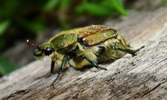 Trichiotinus bibens