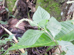 Cyathula achyranthoides