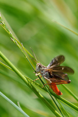 Stenobothrus rubicundulus