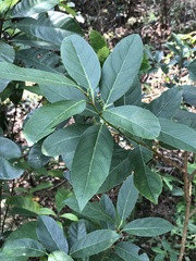 Itea chinensis