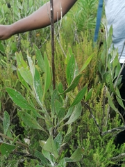 Osteospermum junceum