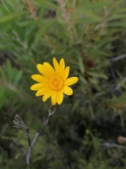 Osteospermum junceum