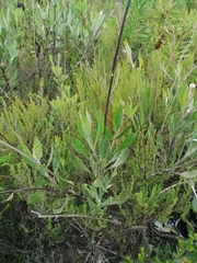 Osteospermum junceum