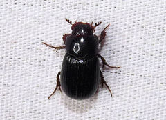 Stenotothorax badipes