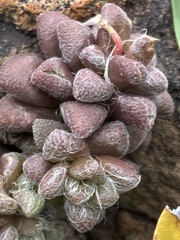 Anacampseros subnuda