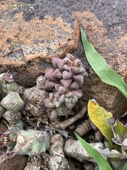 Anacampseros subnuda