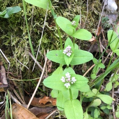 Plectritis congesta brachystemon