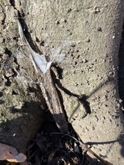 Atypidae
