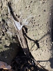 Atypidae