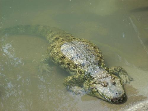 Broad-snouted Caiman, photo 8 of 9
