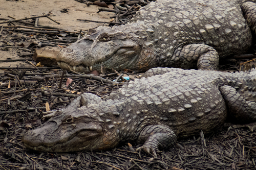 Broad-snouted Caiman, photo 5 of 9