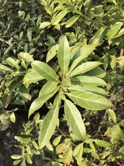 Itea chinensis