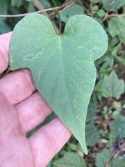 Ipomoea indica image