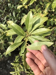 Itea chinensis