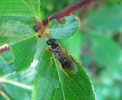 Pamphilius sylvaticus