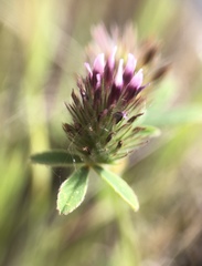 Trifolium macraei