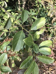Itea chinensis