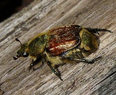 Trichiotinus bibens