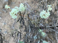 Eriogonum heermannii