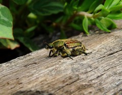 Trichiotinus bibens