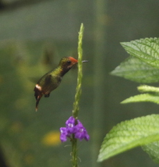 Lophornis delattrei image