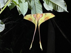 Actias maenas