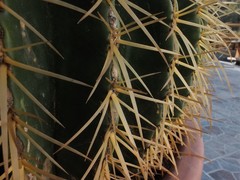 Kroenleinia grusonii