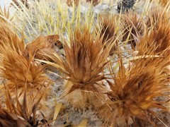 Kroenleinia grusonii