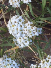 Brassicaceae