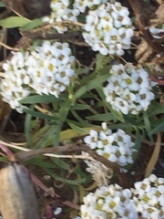 Brassicaceae