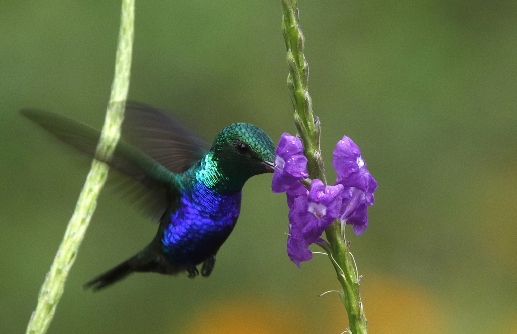 Violet-bellied Hummingbird photo