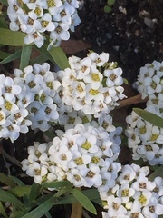 Brassicaceae