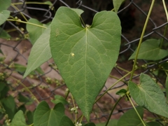 Fallopia