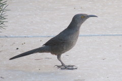 Toxostoma curvirostre