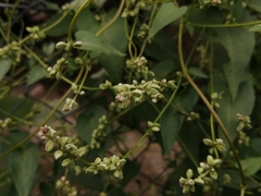 Fallopia
