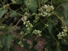 Fallopia