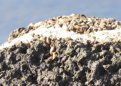 Mytilopsis leucophaeata