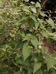 Fallopia