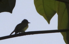 Phylloscartes flavovirens