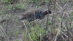 Francolinus francolinus