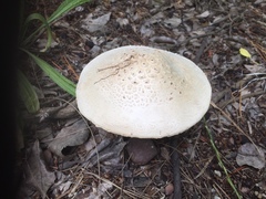 Saproamanita foetidissima
