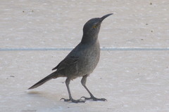 Toxostoma curvirostre