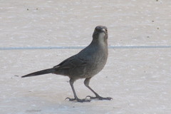 Toxostoma curvirostre