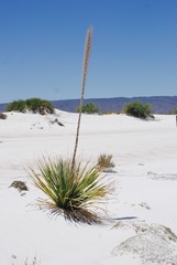 Dasylirion cedrosanum