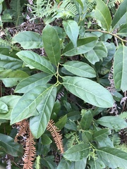 Itea chinensis