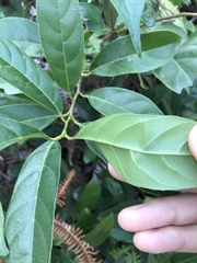 Itea chinensis