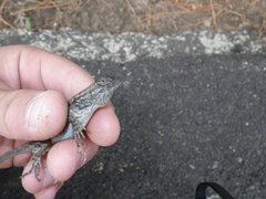 Sceloporus occidentalis occidentalis